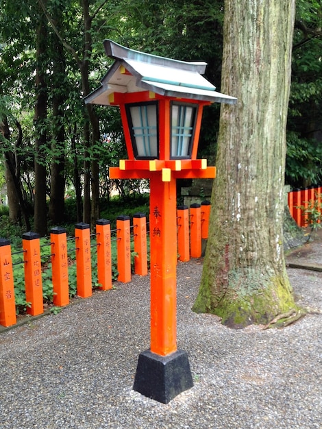 Orange lantern by tree trunk