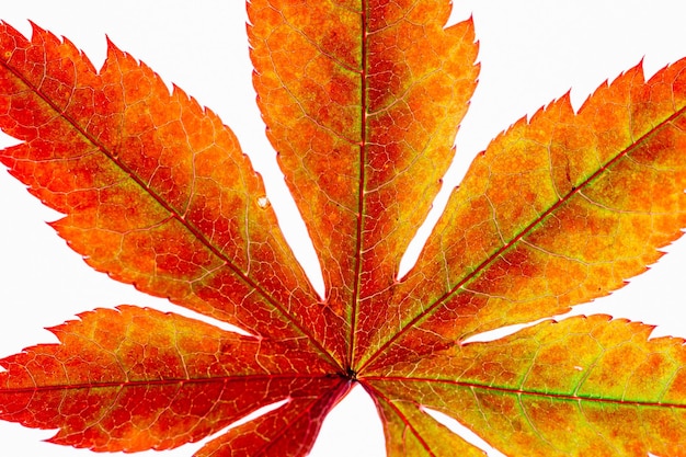 Orange leaf closeup photography