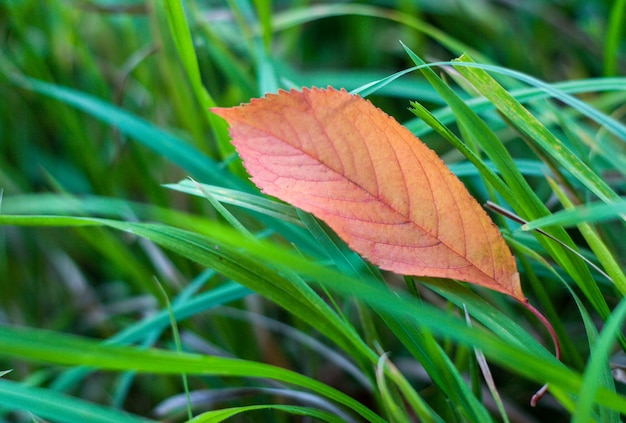 Orange leaf in the green grass.