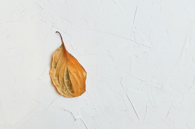 Photo orange leaf