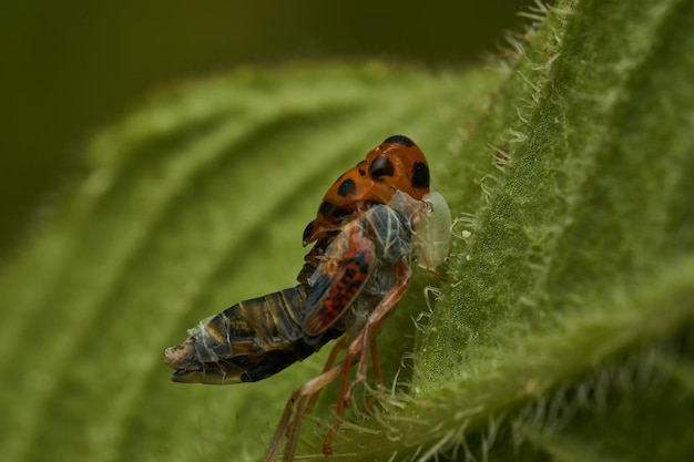 An orange leafhopper shedding its skin on a green leaf