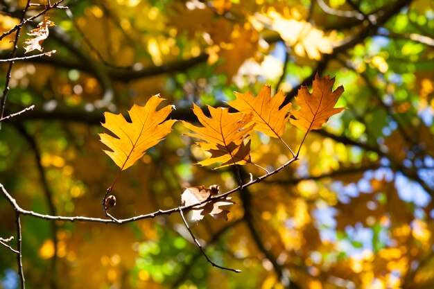 Orange leaves on the branches of an oak tree in late summer