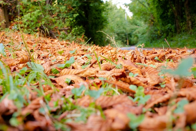 Orange leaves in forest path