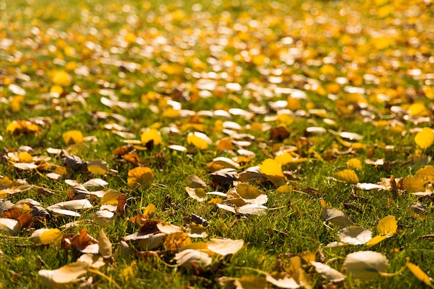 Orange leaves on green grass in the park. Autumn