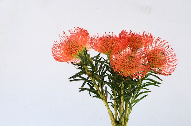 Оранжевый цветок leucospermum для фона