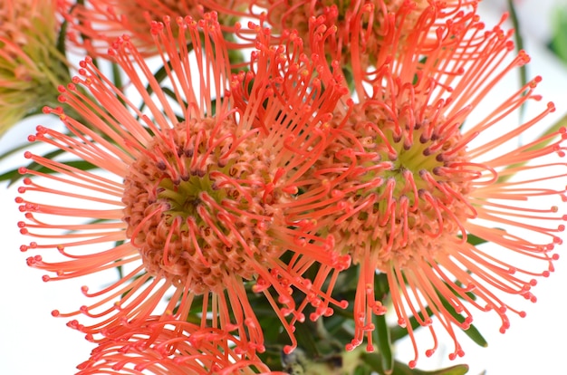 背景のためのオレンジロイコスパルムムの花