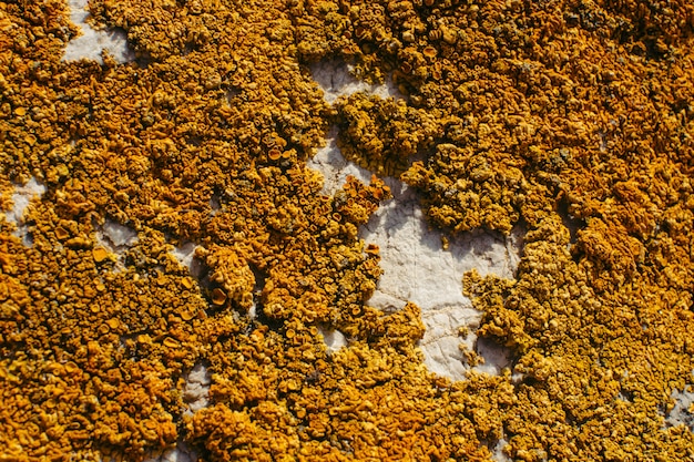 Photo orange lichen close-up on a rock. natural texture.
