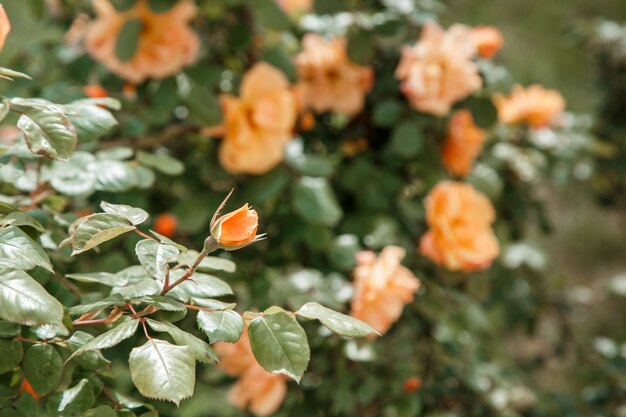 Orange, light pink delicate rose closeup. selective focus with shallow depth of field