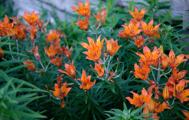 Orange lilies in the frame of green foliage