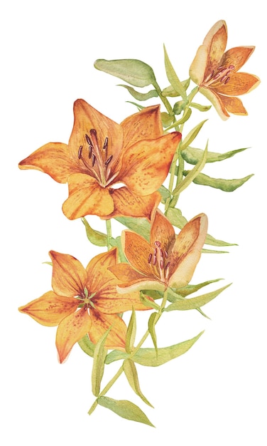 orange lilies watercolor illustrationset of plant elementshand drawn bouquet of orange lilies
