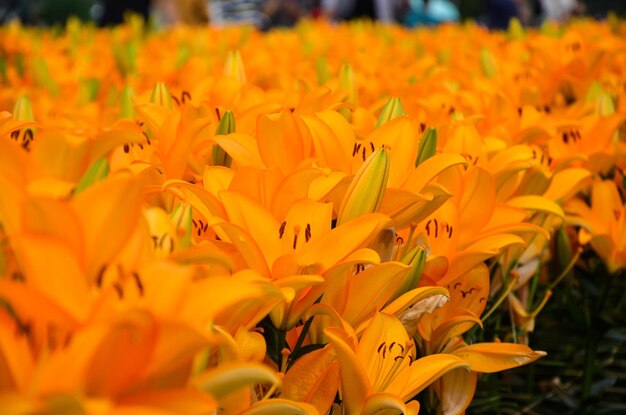 Orange lilium in the park