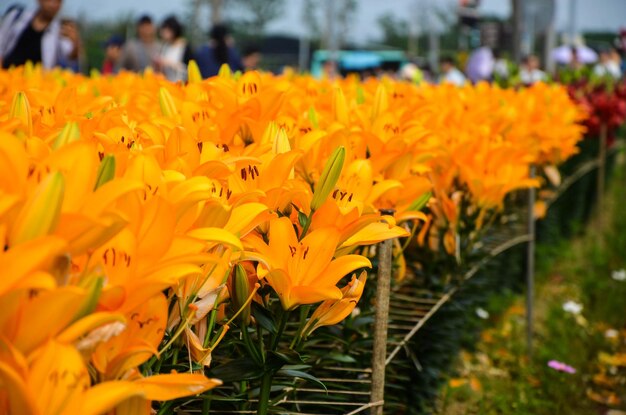 Orange lilium in the park