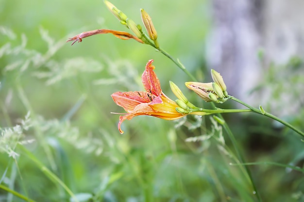 夏の庭のオレンジ色のユリの美しい花