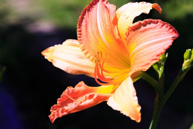 Orange lily flower close up