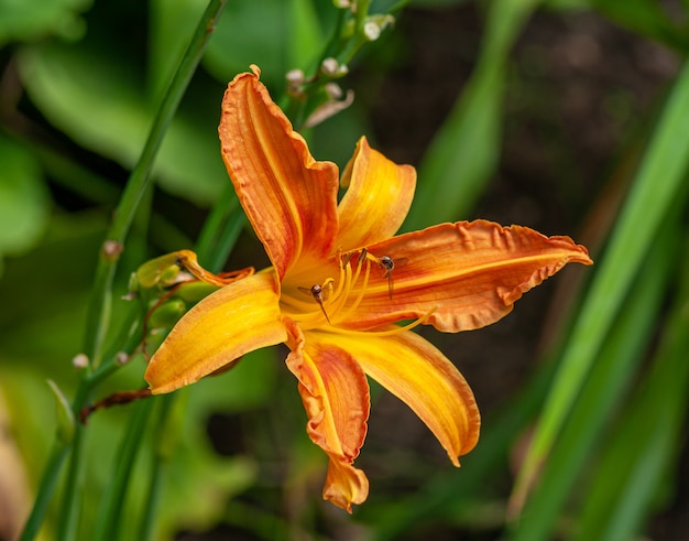 写真 オレンジ色のユリの花