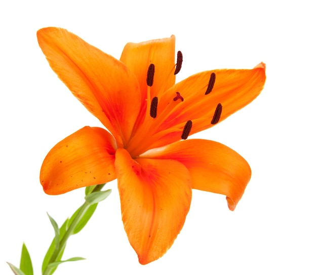 Orange lily flower