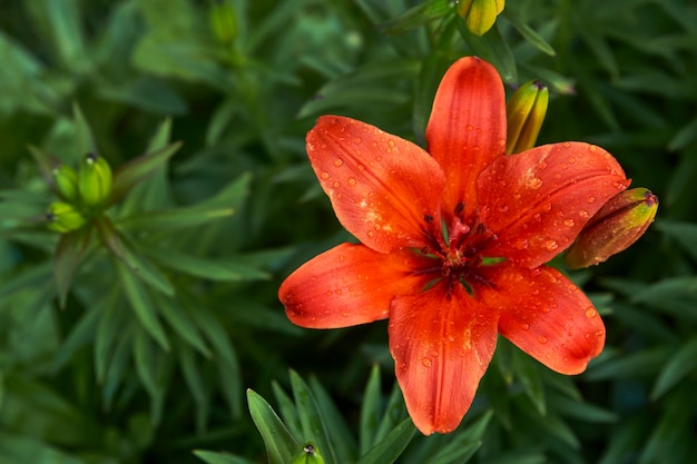 オレンジ色のユリの花の背景。オリエンタルユリ植物、クローズアップ。