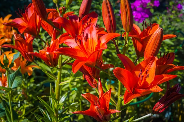 オレンジ色のユリの花