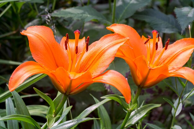 Photo orange lily flowers