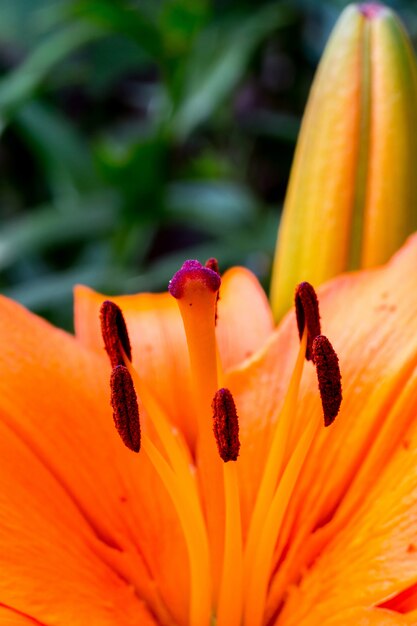 Orange Lily Flowers