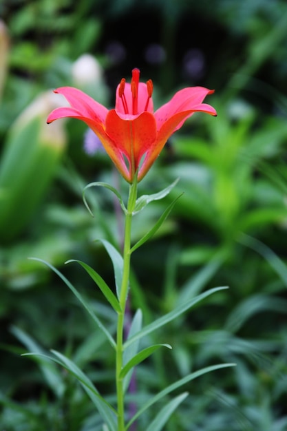 Orange lily