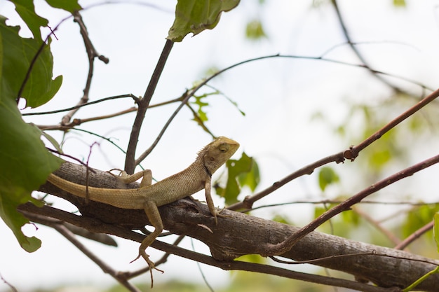 Оранжевая ящерица сидит на дереве в естественной среде обитания
