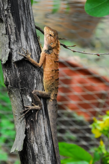 Orange Lizard