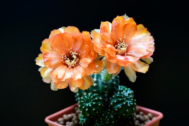 Orange Lobivia spp. flowers on black.