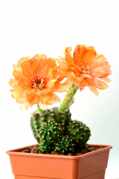 Orange Lobivia spp. flowers