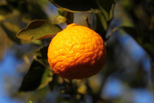 Оранжевый мандарин на дереве