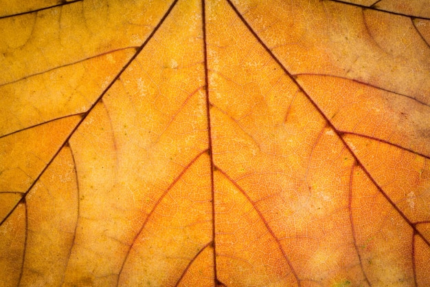 Orange maple autumn leaf texture