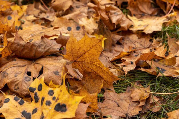 Orange maple foliage after wind and leaf fall