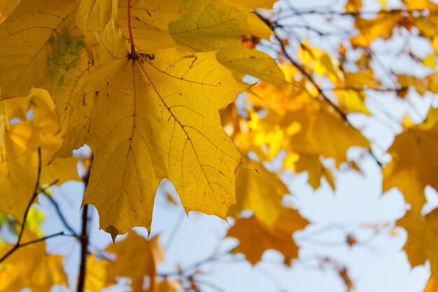 Orange  maple leaf  in colorful autumn park