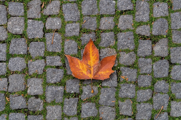 オレンジ色のカエデの葉が敷石の上にあります。都市の秋