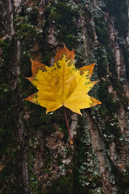 Orange maple leaf on wood background . Maple leaves in park, close-up. Colorful autumn leaves. Orange Autumn Leaves.