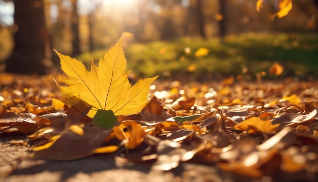 Orange maple leaves on the ground with a bokeh effect defocused background