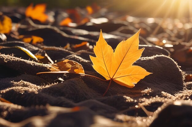Оранжевые кленовые листья на земле с эффектом боке, расфокусированным фоном
