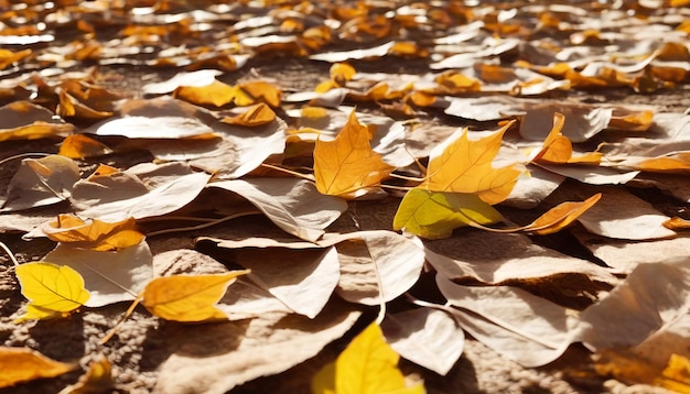 보케 효과가 있는 배경을 사용하여 땅에 주황색 단풍잎이 있습니다.