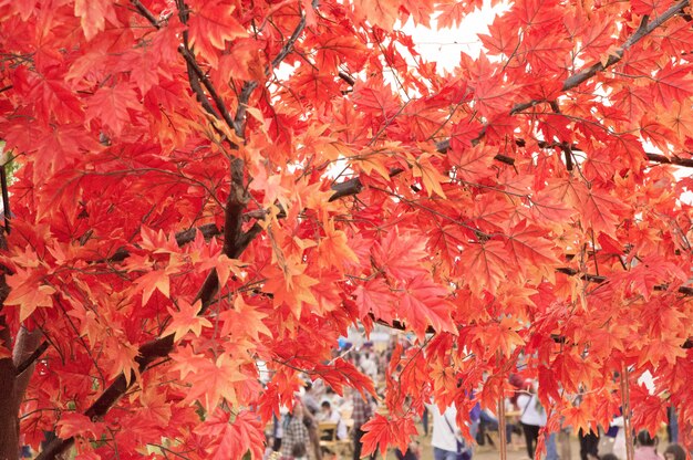 Orange maple leaves made from plastic