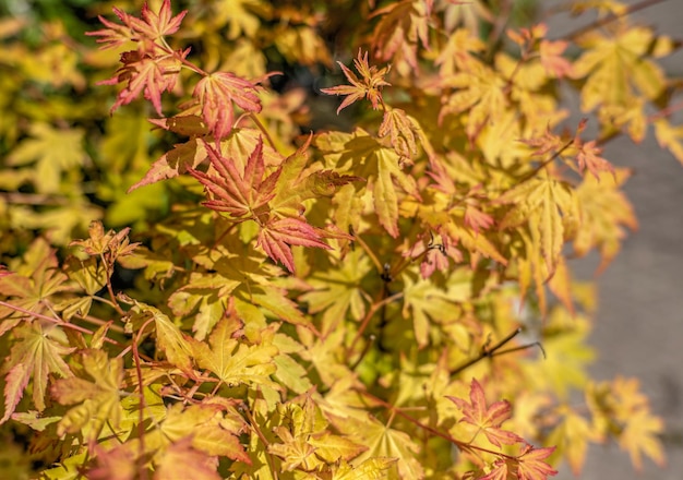 Orange maple palmifolia