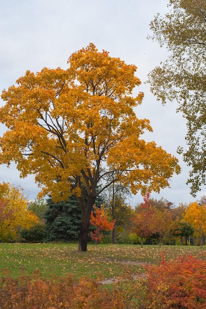 An orange maple stands among the yellowed trees in the park.