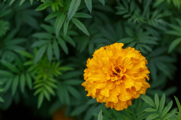 Orange marigold flower in garden, green surface with copyspace