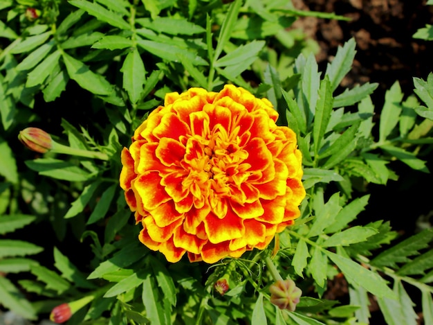 An orange marigold flower