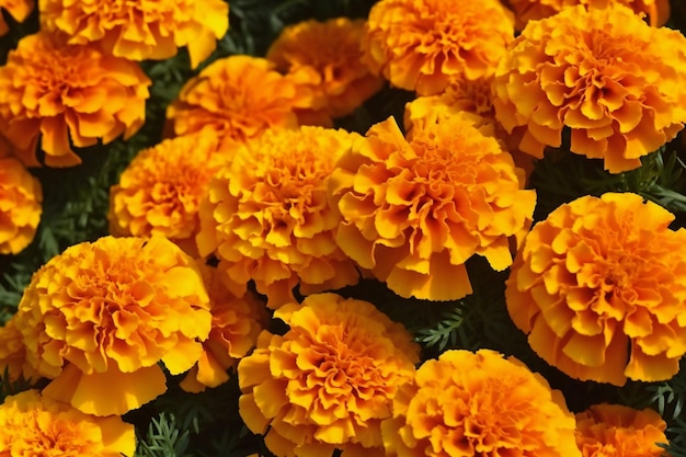 Orange marigold flowers background marigold flower background