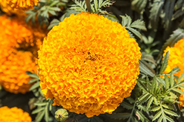 Photo orange marigold