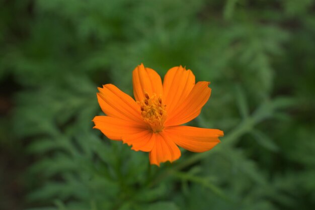 Photo orange marigold