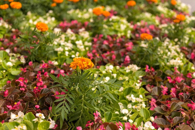 Orange marigolds in the flower bed. Big Meadow with flowers. Focus on the front flower.