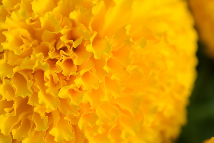 Photo オレンジ色のマリーゴールドの花畑、セレクティブフォーカス