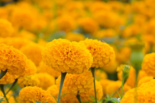 Orange Marigolds flower fields 