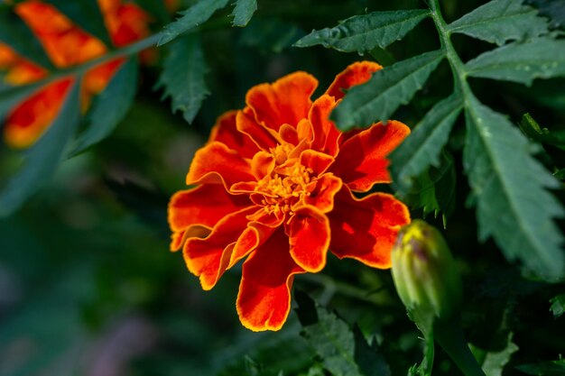 Orange marigolds flower on a green background on a summer sunny day macro photography